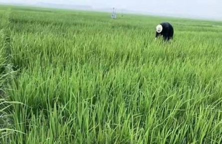 良種+良法，黑龍江鹽堿地里飄稻香