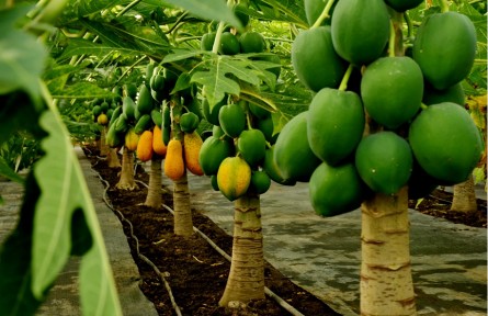 吉林省吉林市永吉縣：培育新型農(nóng)業(yè)經(jīng)營主體助振興