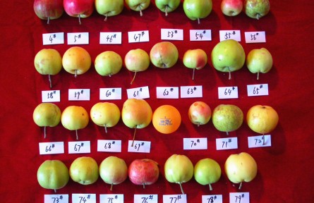 山東農(nóng)大陳學(xué)森團(tuán)隊(duì)：破解蘋(píng)果生命密碼