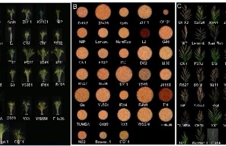 我國科研人員揭示水稻基因組中的“隱藏”變異