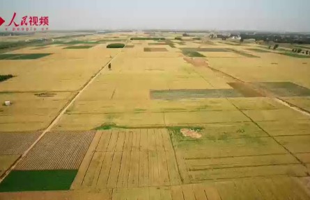 小麥育種專家郭進(jìn)考：讓老百姓吃得飽 更要吃得好