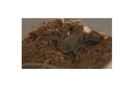 外來物種入侵案例頻發(fā) 有何危害？