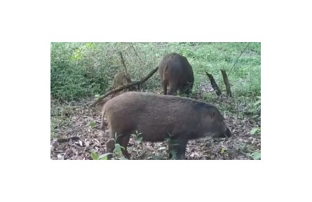 野豬闖入人類生活區(qū) “不速之客”為何頻頻“擾民”？