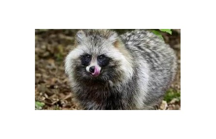 頻頻現(xiàn)身居民區(qū) 貉為啥來城市安營扎寨？