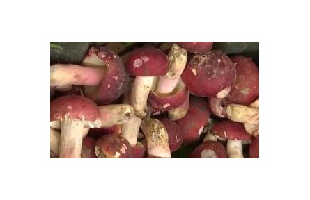 又到一年食菌季 如何安全享美味？