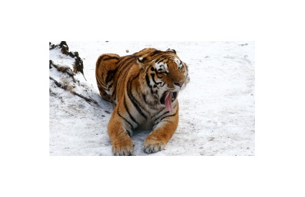 大型猛獸蹤跡頻現(xiàn)為哪般？