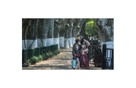 又到一年“飛絮季” 如何防護？