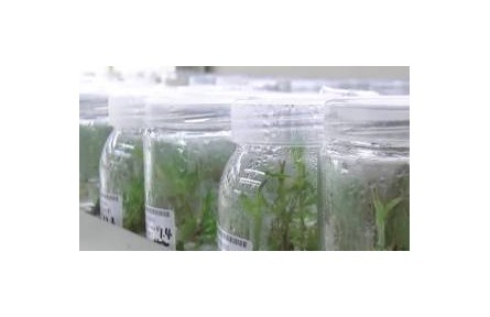 堪稱(chēng)農(nóng)業(yè)“芯片” 種子如何完好保存？