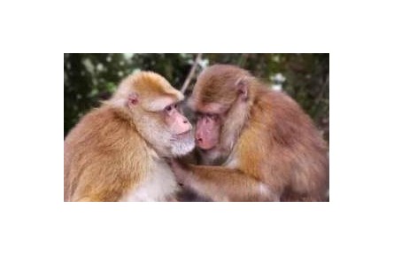 保護野生動植物 我們能做些什么？