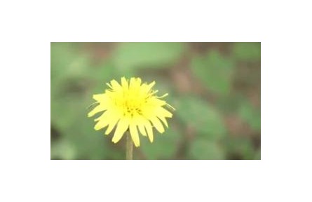 夏末秋初花粉過敏高發(fā) 誰是罪魁禍首？