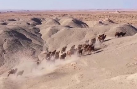 我國野駱駝種群數(shù)量穩(wěn)步恢復(fù)