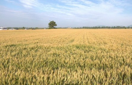 河南洛寧：加強良種技術(shù)攻關(guān) 打造小麥種業(yè)“芯片”??