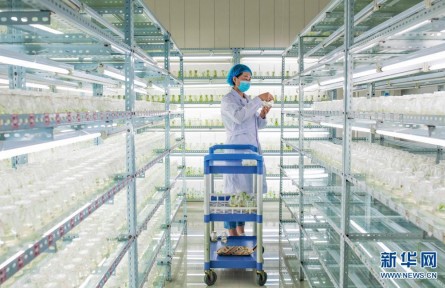 內(nèi)蒙古烏蘭察布：馬鈴薯種薯繁育忙