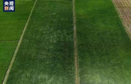 中國農(nóng)業(yè)科學院發(fā)布2030年“強種科技行動”目標