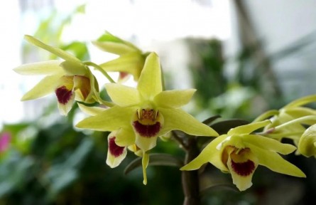 物種故事 | 石斛：生長于峭壁之上，也無法逃脫一度被采挖殆盡的命運(yùn)