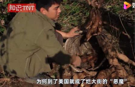 “亞洲人參”葛根在美國泛濫成災(zāi)，為何他們寧愿花錢清理也不吃？