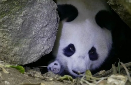 遠(yuǎn)方的家：神奇的東方家園 探秘秦嶺大熊貓