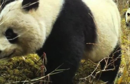 遠方的家：四川黃龍自然保護區(qū) 高山濕地 人間瑤池