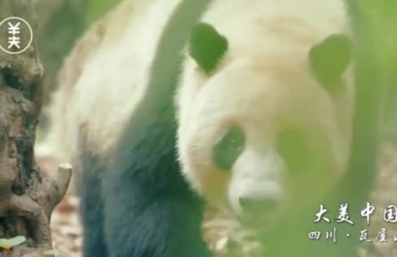 大美中國(guó)：四川·瓦屋山