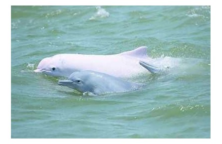 物種故事 | 中華白海豚：我是萌萌的“海上大熊貓”，我需要你的保護(hù)