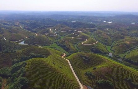 江西萬安：“林長+”加出“金山銀山”