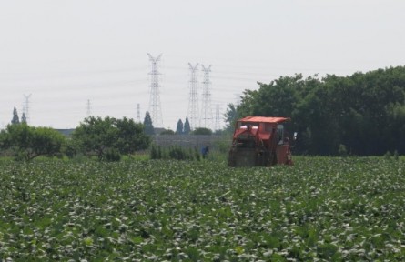 全程機械化規(guī)模化種植  浙江鮮食大豆產(chǎn)量逆勢上揚