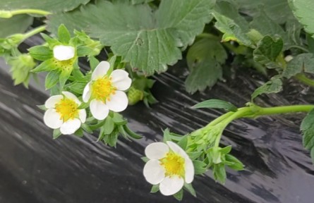 草莓開花期養(yǎng)護(hù)要點(diǎn)