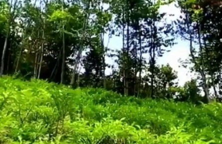 陜西安康：深化產(chǎn)業(yè)幫扶 帶動(dòng)村民富鄉(xiāng)村興