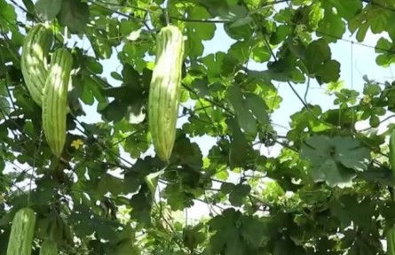 海南：冬季瓜菜陸續(xù)上市 出島產(chǎn)量達(dá)45萬(wàn)噸