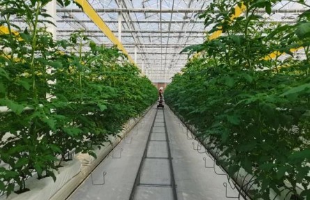 加快推進(jìn)設(shè)施種植機(jī)械化，山東這樣干