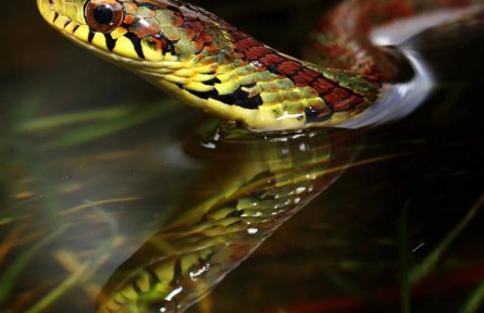 大眼斜鱗蛇：可甜可咸，我是不一樣的煙火