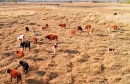 新疆巴州：天蒼蒼，野茫茫，風吹草低見牛羊
