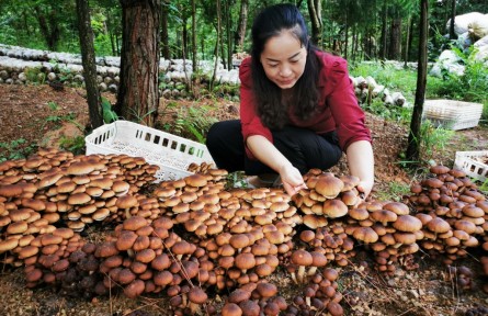 丁德芬家庭：茶樹(shù)菇鋪展林下經(jīng)濟(jì)致富路