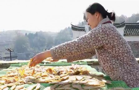 湖南寧遠(yuǎn)小桃源村：古村落打造新品牌 小紅薯培育大產(chǎn)業(yè)