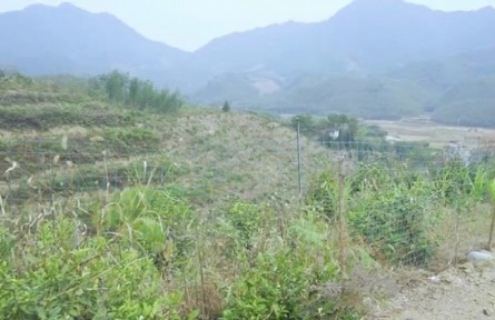 山地養(yǎng)雞技術(shù)要點(五):飼料管理