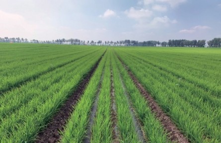 看旱作節(jié)水農(nóng)業(yè)如何筑牢大國糧倉