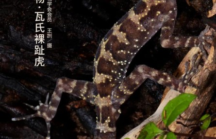 物種故事 | 瓦氏裸趾虎：雖然不會(huì)爬窗戶，可我長得萌??！