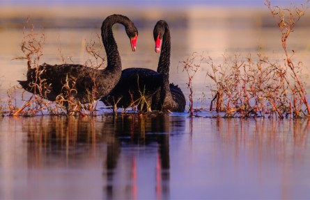 4000多只候鳥來長蕩湖“過冬”