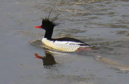 “國寶”又回來啦！珍稀鳥類中華秋沙鴨再次現(xiàn)身河南洛陽越冬