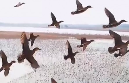 我國確定生物多樣性保護(hù)目標(biāo)?