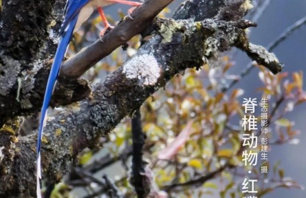 物種故事 | 紅嘴藍(lán)鵲：你的好奇，可能會(huì)害得我“拋妻棄子”