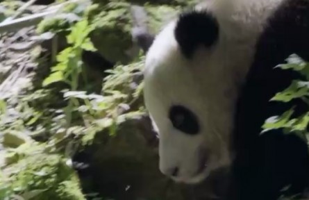 大熊貓圓頭圓腦 爬樹卻是一把好手