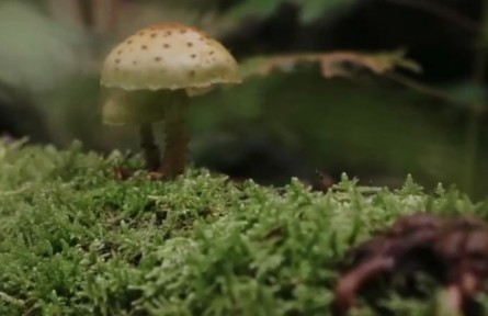 用微觀的眼睛看 森林是一個(gè)童話王國