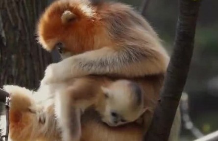 《自然的力量·大地生靈》 第三集 冰與火之歌