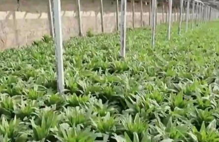 新疆：政策紅利助力新型農業(yè)經營主體發(fā)展