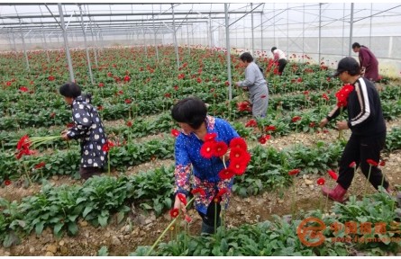 福建元坑：備戰(zhàn)“春節(jié)紅”市場 花農(nóng)采摘分外忙