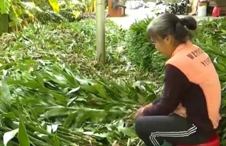 海南海口咸來村：富貴竹鋪就致富路 村民生活節(jié)節(jié)高