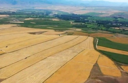 新疆：推進“優(yōu)質(zhì)糧食工程” 扛穩(wěn)糧食安全重任