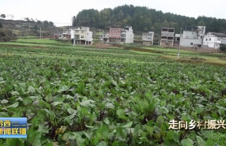 貴州黔西扯泥村：大力發(fā)展蔬菜產(chǎn)業(yè) 助力群眾增收