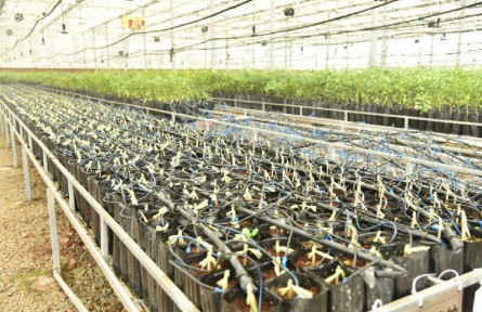 四川樂山井研：念好“復(fù)合”經(jīng) 不斷擦亮“中國橘鄉(xiāng)”品牌